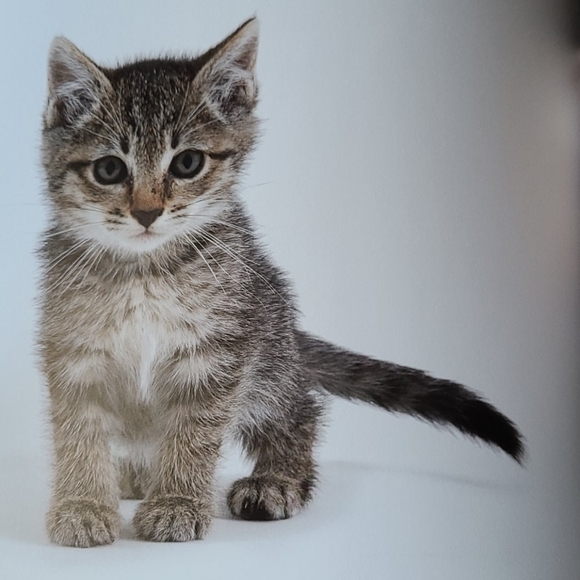 Book "Shelter Cats" by Michael Kloth - Picture 11 of 12